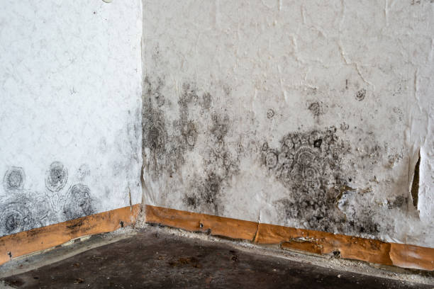 Home Mold Removal in Everson, WA